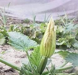 Azienda Agricola Galliano Dario, Gassino Torinese orari di apertura