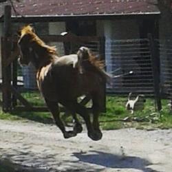 Circolo Ippico Pegaso, Grizzana Morandi orari di apertura