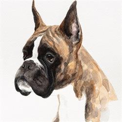 Boxer Dell'Espinosolo, Perugia orari di apertura