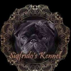 Sigfrido's Kennel, Frosinone orari di apertura