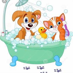 Coccole Pet Shop e Toelettatura Lazzate, orari di apertura