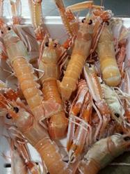 Pescheria Raffaele, Trani orari di apertura
