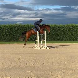 IHC International Horse Center, Gatteo orari di apertura