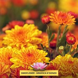 Simoflower, Gradisca d'Isonzo orari di apertura