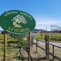 Azienda Agricola La Sughera, Grosseto orari di apertura
