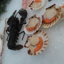 Pescheria itticafranco, Nonantola orari di apertura
