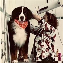 Aristomatte toeletta petshop, Bracciano orari di apertura