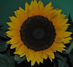 I FIORI DI METANOPOLI, San Donato Milanese orari di apertura