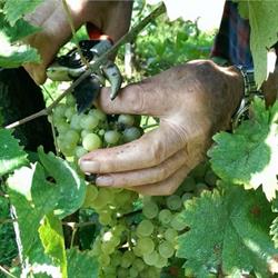 Az. Agr. Trust Ca' Bernardi, Pieve di Soligo orari di apertura