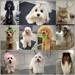 Pet Style Boutique, Toelettatura per animali, Palermo orari di apertura