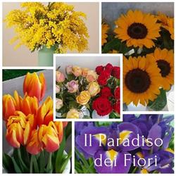 Il Paradiso dei Fiori, Squillace orari di apertura