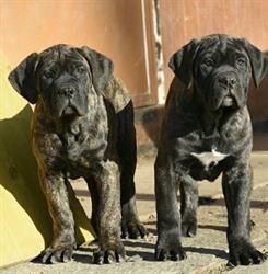 Valmorea Kennel Centro Cinofilo, Fagnano Olona orari di apertura