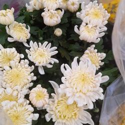 Guarino Fiori, Pachino orari di apertura