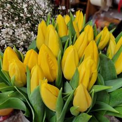 Verde Favola, Imola orari di apertura