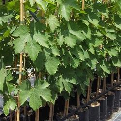 Az. Agrovivaistica Caravaggio, Rocca San Giovanni orari di apertura