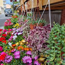 Flowerland, Lazzaro orari di apertura