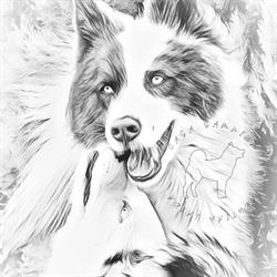 Yakutian Laika di Casa Samnium, Petacciato orari di apertura