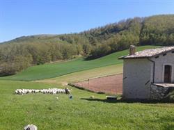 Agricola Massimiani, Sellano orari di apertura