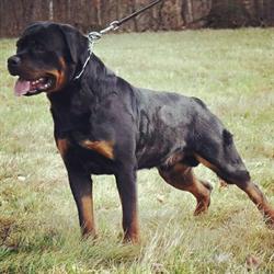 Rottweiler Vom Hause Scaligeri, Pianezze orari di apertura
