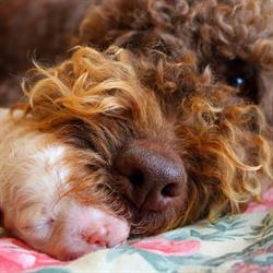 Lagotto Romagnolo del Fatalbecco, Sansepolcro orari di apertura