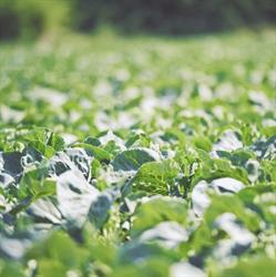 Hortus Service srl, Corridonia orari di apertura