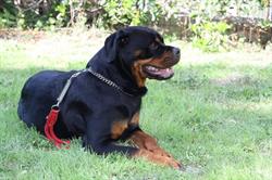 Rottweiler allevamento amatoriale frentano, Larino orari di apertura