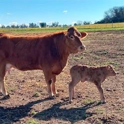 Azienda Agricola Papacchini Sandro, Canino orari di apertura