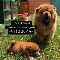 La Giara - Pensione per cani&gatti, Malo orari di apertura
