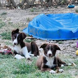 Canopoli's Sheepdogs, Soliera orari di apertura