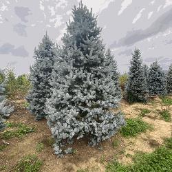 Paradiso Verde, Santa Maria Capua Vetere orari di apertura