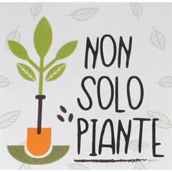 Garden Non Solo Piante, Foggia orari di apertura