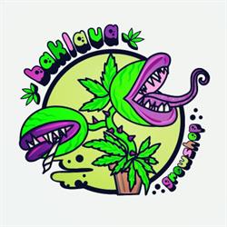 Baklava Growshop, Fiumicino orari di apertura