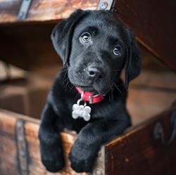Allevamento Professionale My Retriever Labrador e Golden Retriever, Cavriago orari di apertura
