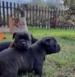 Allevamento Staffordshire Bull Terrier del Piccolo diavolo, Ostellato orari di apertura