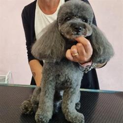Toelettatura Beauty Dog, Cantù orari di apertura