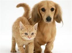 Ambulatorio Veterinario Sorrentino, Castellammare di Stabia orari di apertura