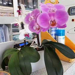 Lavasecco Paola, Magenta orari di apertura