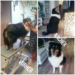 4M Grooming Salon, Merano orari di apertura