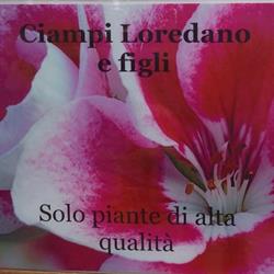 Floricoltura Ciampi, Pieve a Nievole orari di apertura