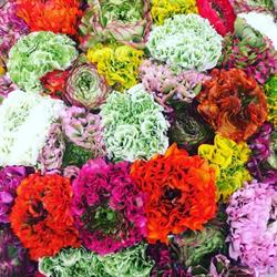 Promoflor Srl, Sanremo orari di apertura