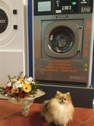 Charlott Laverie & Service di Laschi Eleonora, Maliseti orari di apertura
