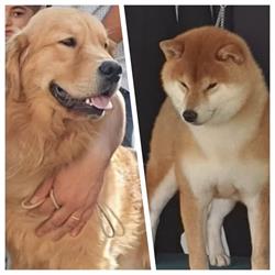 Golden Retriever Americano & Shiba-inu "Allevamento della Regina", Montefiore Conca orari di apertura