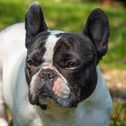 Allevamento Bouledogue Bulldog Francese Either All or None, Schio orari di apertura