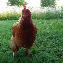 Azienda Agricola Modonesi Fausta - L'Orto di Fausta, Ghedi orari di apertura