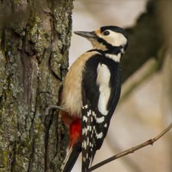 Riserva Naturale Oasi WWF Cratere degli Astroni, Napoli orari di apertura