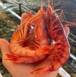 La Bottega Del Pesce, Torre Annunziata orari di apertura