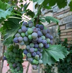 Enoteca Alpuntodivino Roma, orari di apertura
