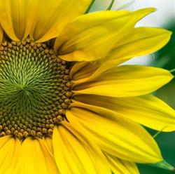 Girasole Lavanderia Self Service, Lecce orari di apertura