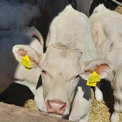 Macelleria Nicastro, Rosolini orari di apertura