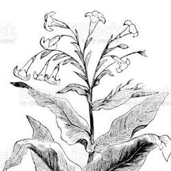 Papirosa Tabacchi, Chieti orari di apertura